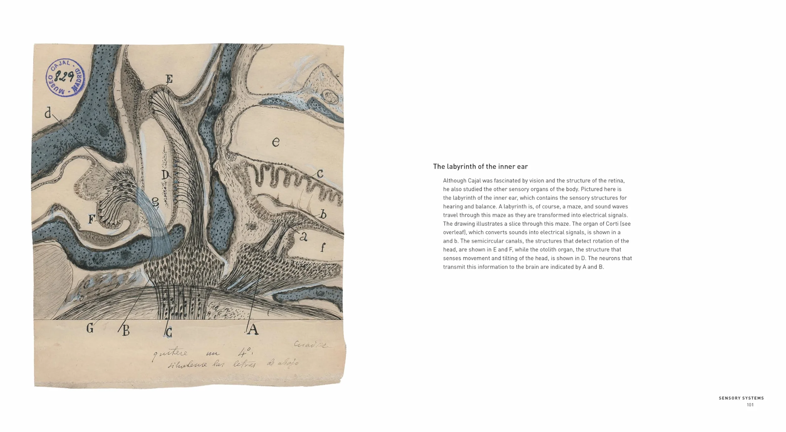 The Beautiful Brain: The Drawings of Santiago Ramón y Cajal