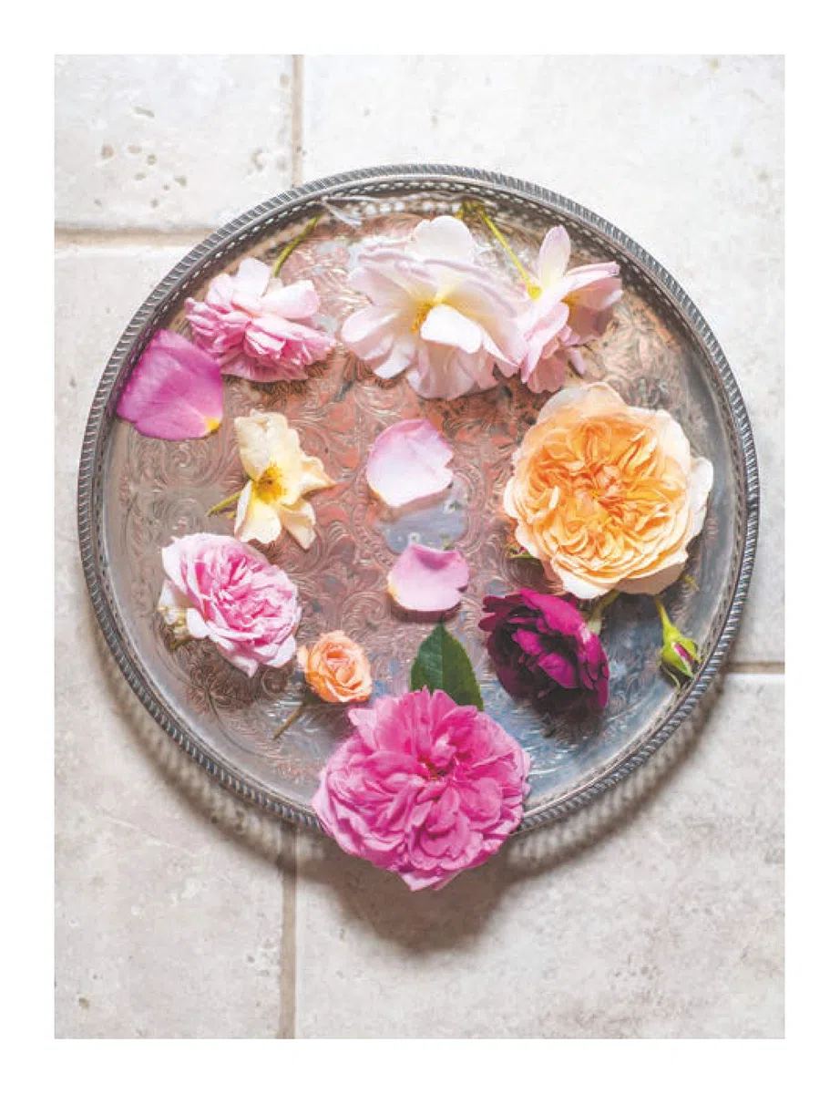 Roses vintage: Des roses anciennes aux roses nouvelles : une histoire illustrée
