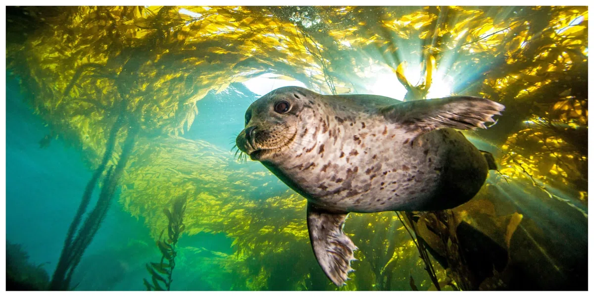 The Life And Love Of The Sea: Photographs