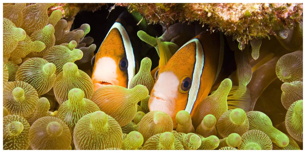 The Life And Love Of The Sea: Photographs