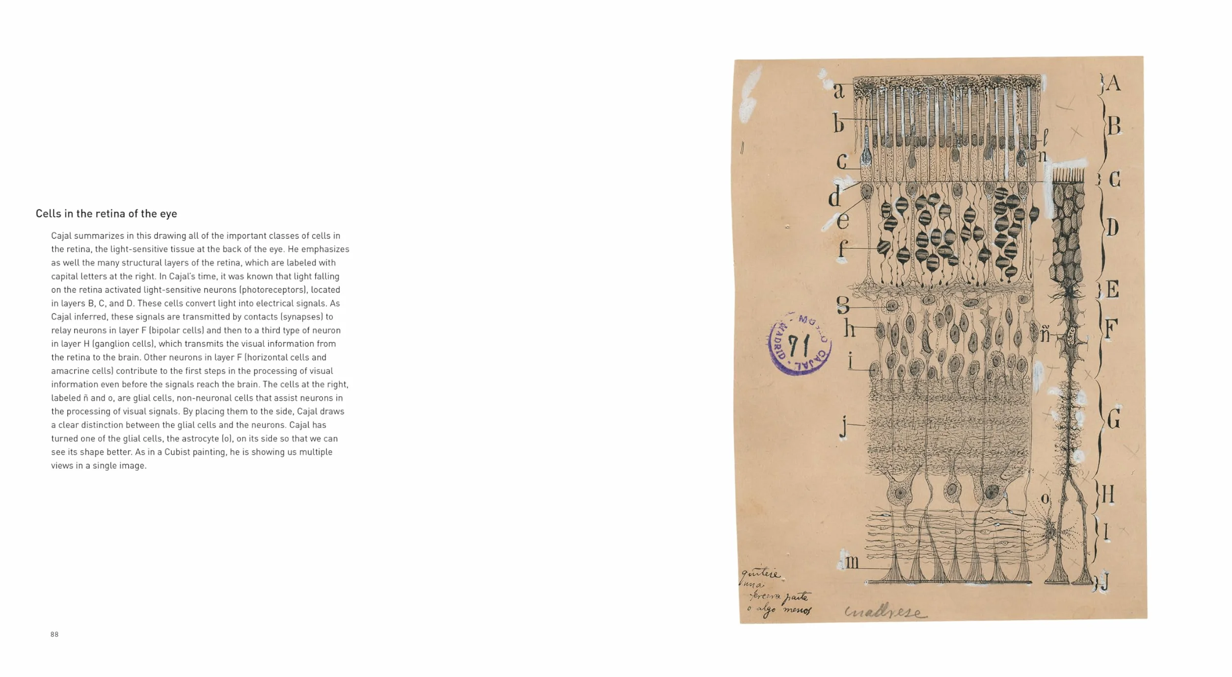 The Beautiful Brain: The Drawings of Santiago Ramón y Cajal