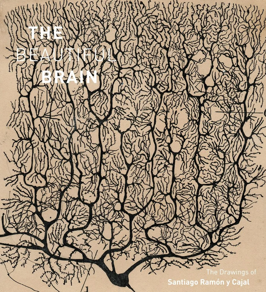The Beautiful Brain: The Drawings of Santiago Ramón y Cajal