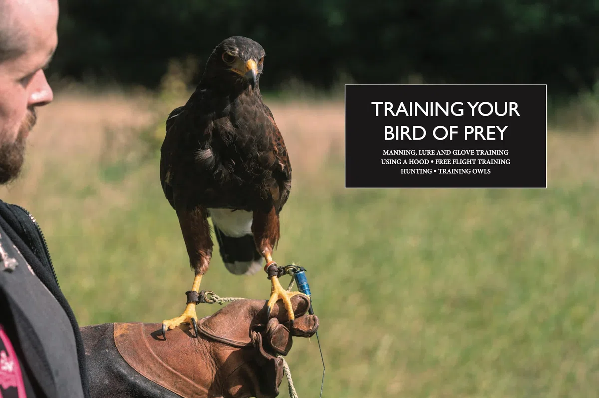 Falconry: A guide to training birds of prey