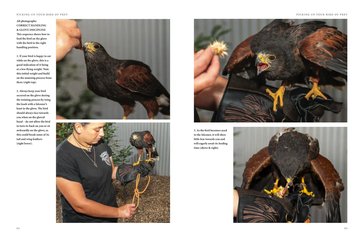 Falconry: A guide to training birds of prey